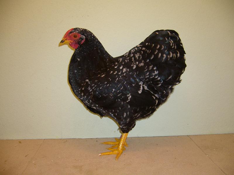 Munster 2009 164.jpg - Zwerg Wyandotte schwarz-weissgescheckt von Marey Sethmann